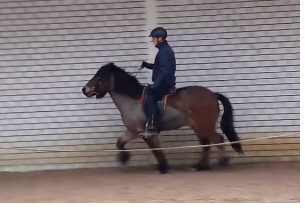 tölten met losse teugel