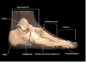 voet